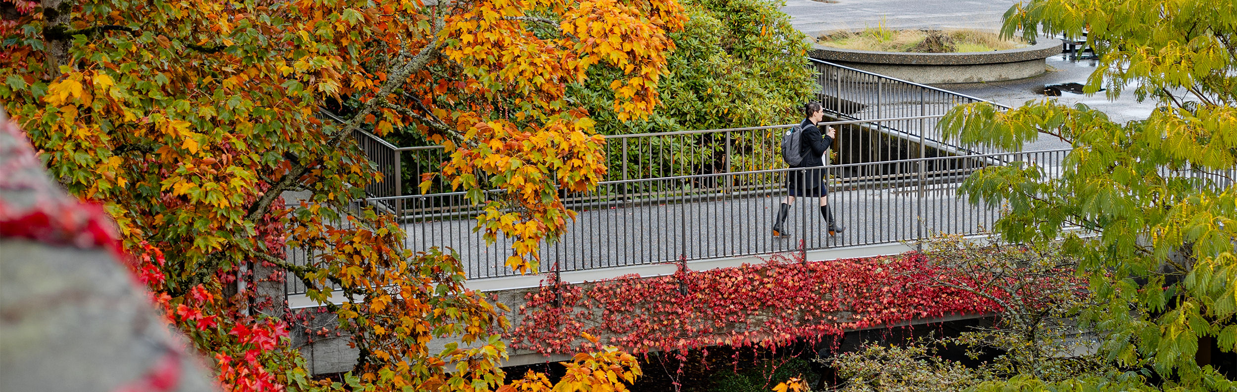 a student walking along the sidewalk on North Seattle College's campus surrounded by colorful autumn leaves on the trees