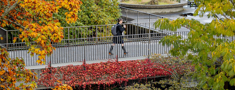 A student walking on a sidewalk surrounded by colorful trees on North Seattle College's campus
